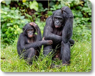bonobos pensifs