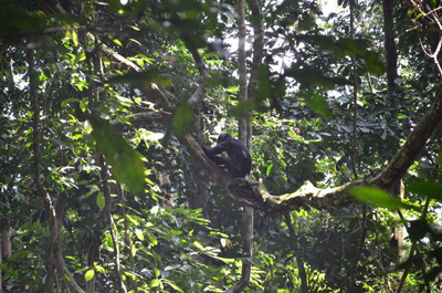 Bonobo se déplaçant dans un arbre