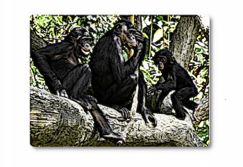 Les bonobos (pan paniscus)