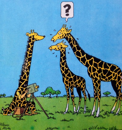 Tintin au Congo > Tintin déguisé prend en photo la girafe (Hergé)