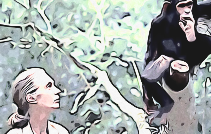 Jane Goodall avec chimpazé - Photo Michael Neugebauer modifiée