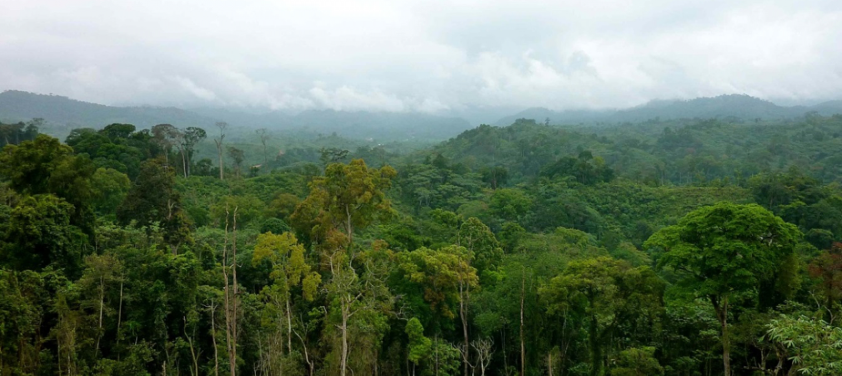 Forêt humide du bassin du Congo