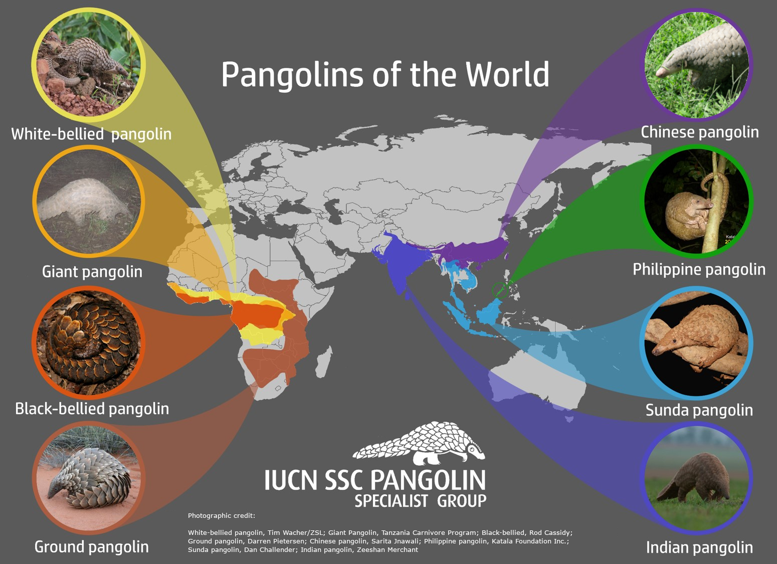 Pangolins of the World - IUCN