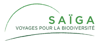 Saïga - Voyages pour la biodiversité
