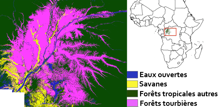 Zones de forêts marécageuses de tourbe en république démocratique du Congo