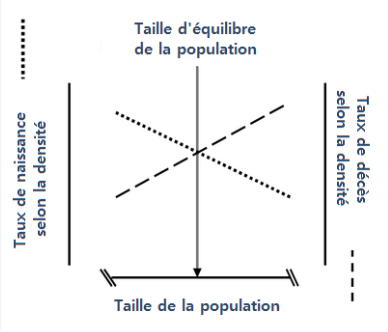 Comment les taux de reproduction et de mortalité interagissent pour déterminer la taille à l'équilibre d'une population