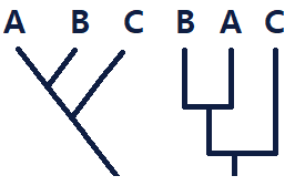 Représentation d'un cladogramme basique