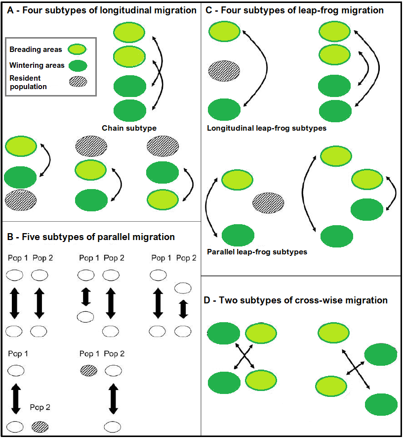 Types théoriques de systèmes de migration de Salomonsen conduisant à une forte connectivité : (A) migration longitudinale, (B) migration parallèle, (C) migration à sautemouton et (D) migration croisée. La légende est dans le panneau A. Modifié de Salomonsen (1955) par Boulet et Norris (2006)