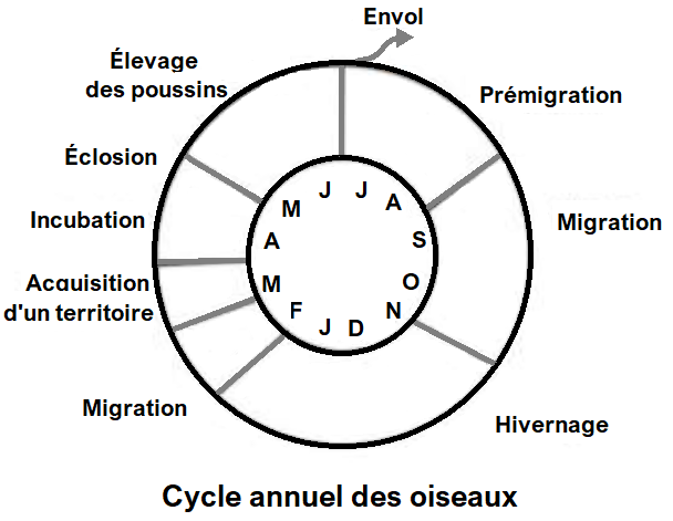 cycle annuel