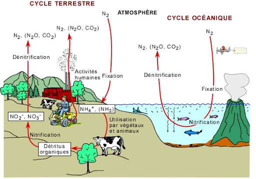 cycle de l azote