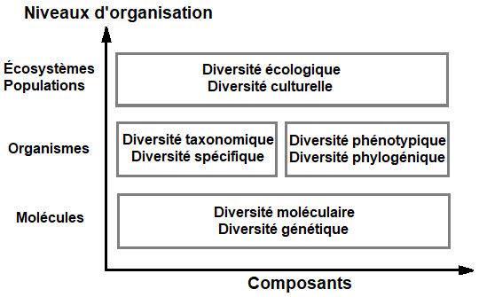 Différents niveaux d’organisation et composants définissant les multiples facettes de la biodiversité