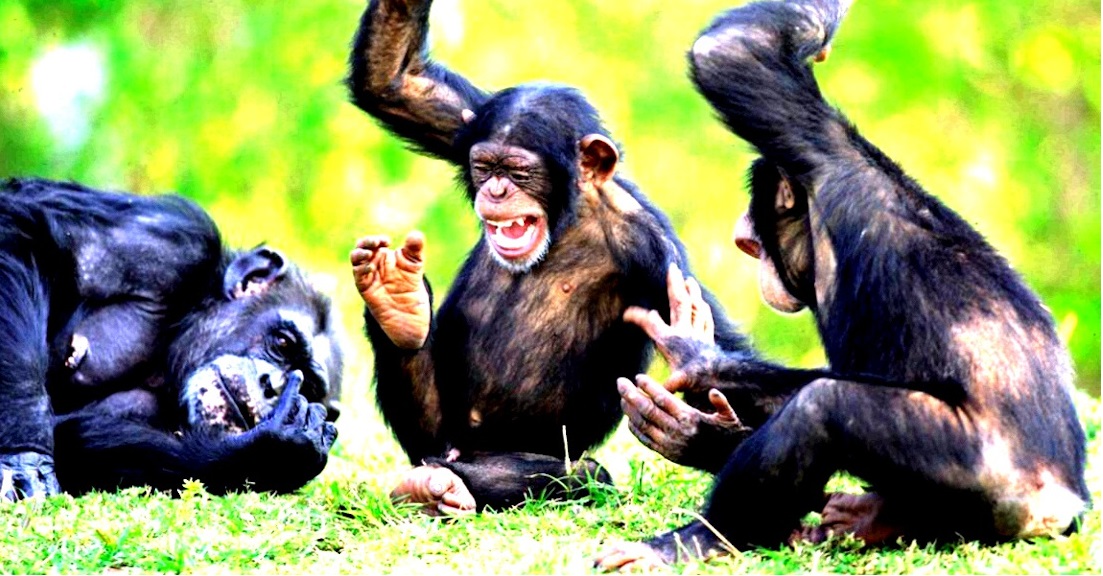 Le Bonobos, une espèce singulière
