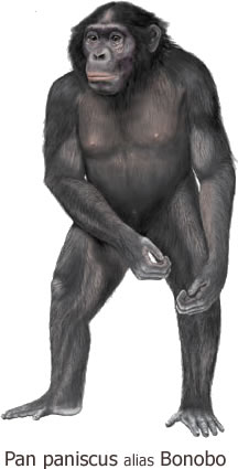 Pan paniscus alias Bonobo - Encylopedia Britanica