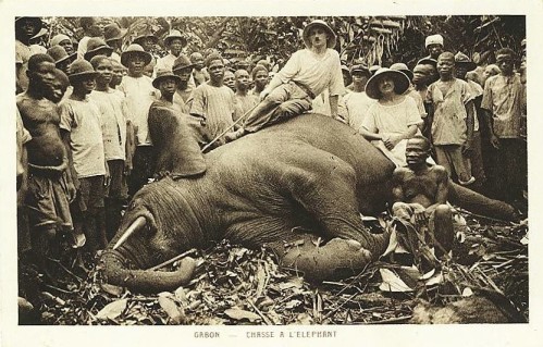 Chasse à l'éléphant au Gabon (carte postale vers 1930 - Missions évangéliques)