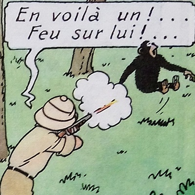 Tintin au Congo > Tintin tue un chimpanzee afin de le dépecer (Hergé)