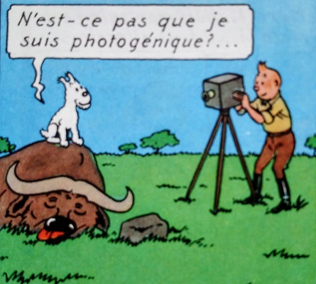 Tintin au Congo - Tintin photographie Milou assis sur un buffle assomé ... N'est-ce pas que je suis photogénique ? (Hergé)