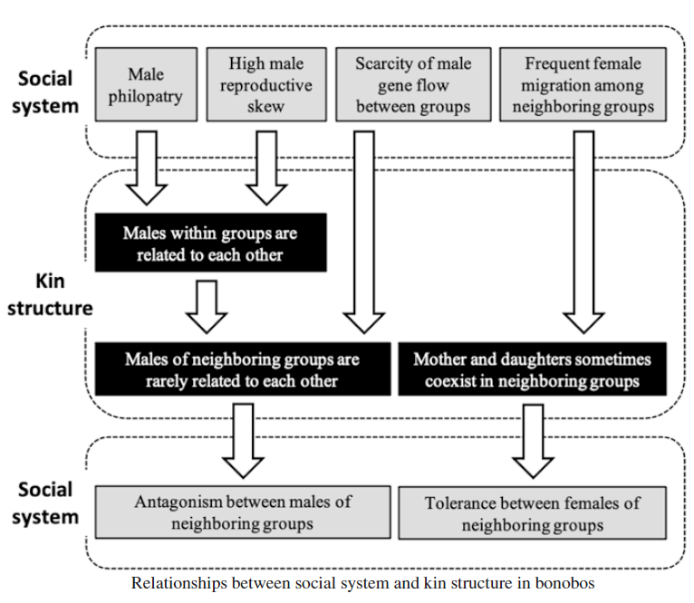 Ishizuka S. Relationships between social system and kin structure in bonobos